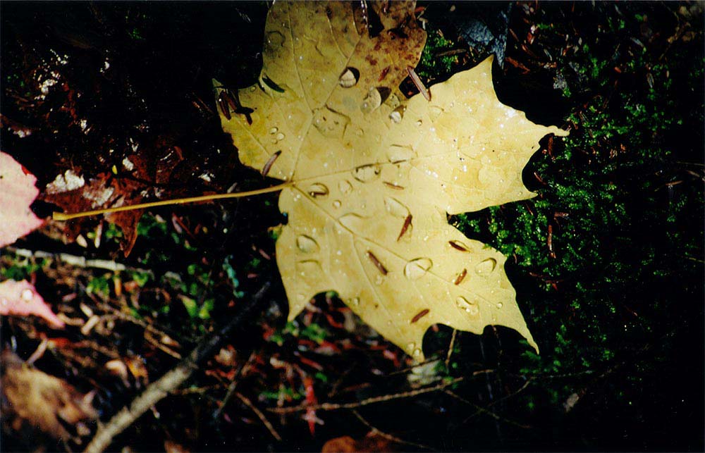 Dew-On-Leaves-3-Algonquin-Oct-2001